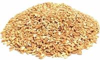 FARRO PERLATO KG.1 AMIO (CT=10PZ)